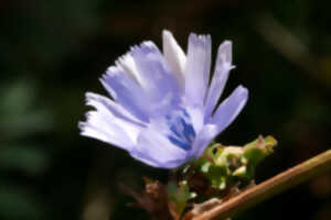 Randonnée botanique