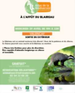 Sortie nature - À l'affût du blaireau