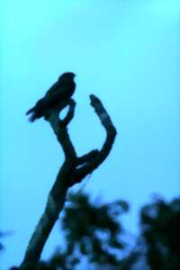 Sortie nature : Un soir d'été dans les landes, à l'écoute de l'engoulevent