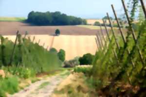 Les visites estivales pédestres du Sentier du Houblon