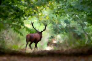 Instants Nature - Au