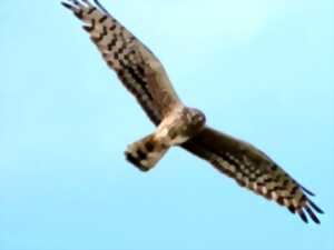 Sortie nature : Journée de la prospection Busards