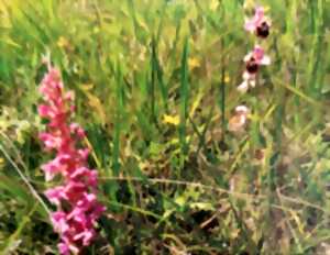 Sortie Nature : Orchidées et autres superbes des pelouses calcaires