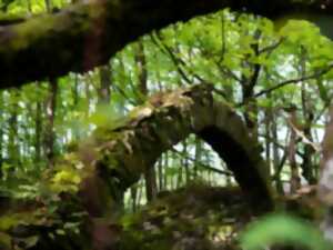 ESCAPADES EN MONTAGNE NOIRE - PRADELLES-CABARDÈS N°5