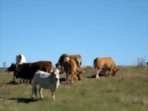 TRANSHUMANCE EN PAYS DE SAULT