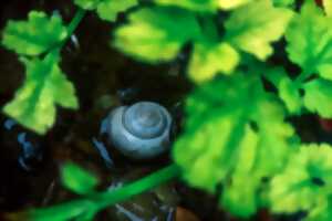 Sortie nature avec le CEN Nouvelle-Aquitaine