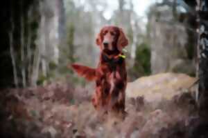 Fête du chien