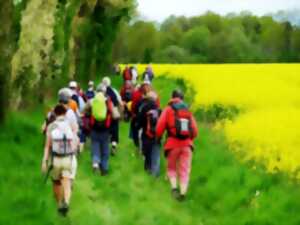 Marche organisée avec visite du haras de la Pommeraye - Auquainville