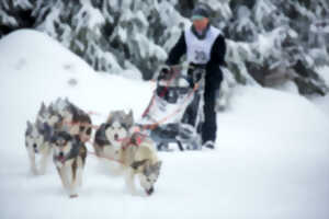 photo Course de chiens de traîneaux