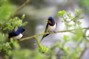 photo Quand les oiseaux inspirent la musique classique et les contes