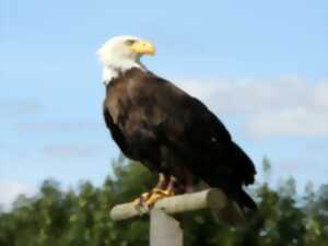 photo Fête des rapaces et