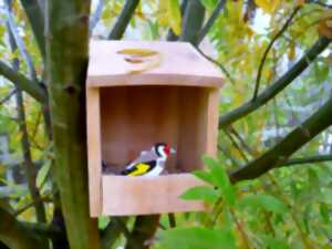 Construction d'une mangeoire à oiseaux  à Terres d'oiseaux