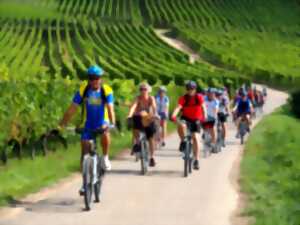 photo Vélo gourmand