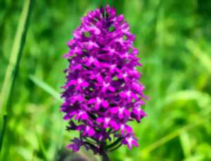 photo Sortie nature