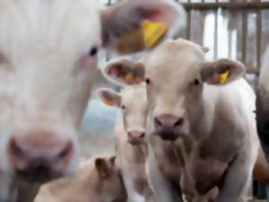 photo Visite guidée de l'élevage bovin Daul-Boime : de l'alimentation animale à la fertilisation des sols